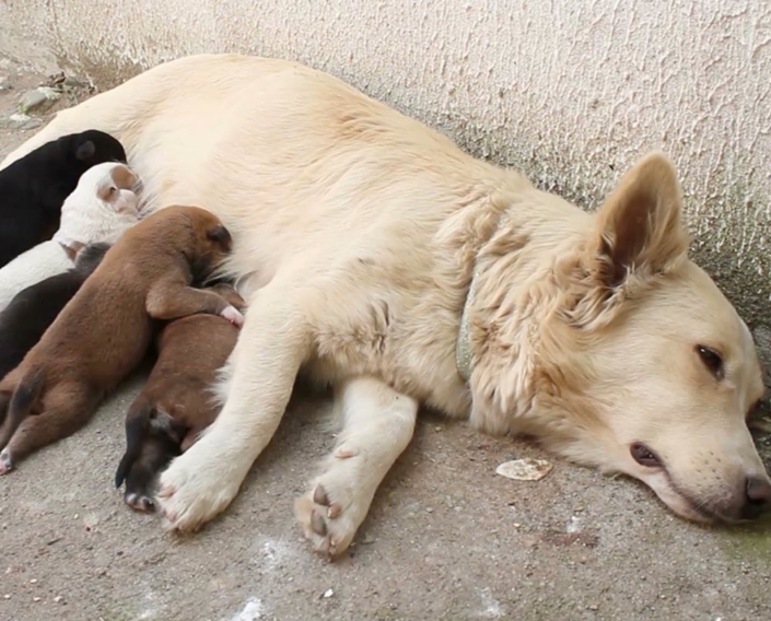 ANIMAL BIRTH CONTROL - KAT Centre