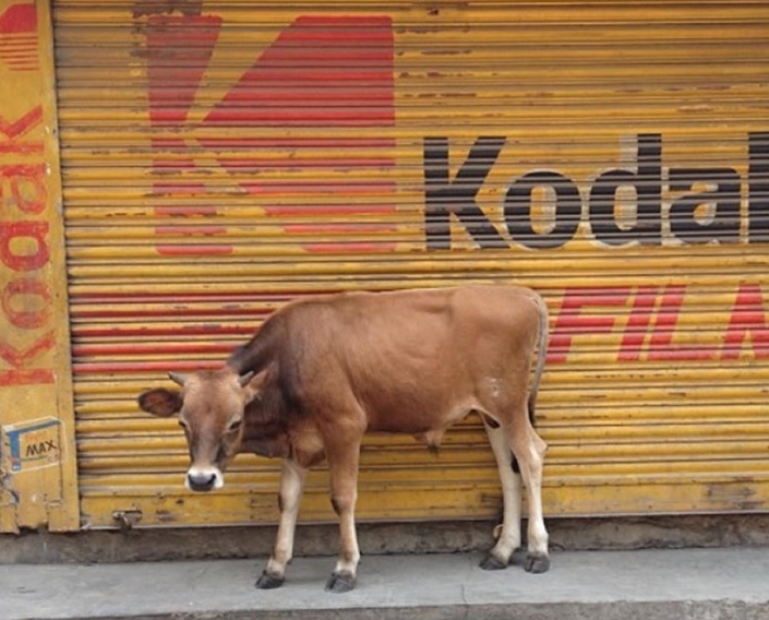 STRAY COW MANAGEMENT KAT Centre stray-cow-management-kat-centre