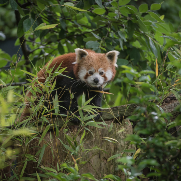 KATs Protection Of Red Panda’s (K-POP) - KAT Centre