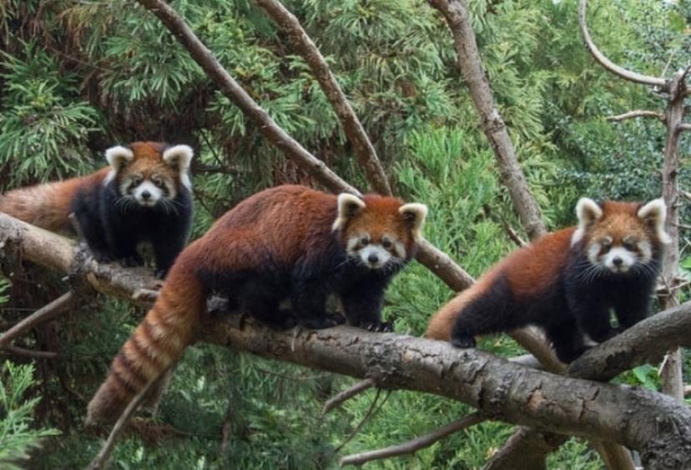 KATs Protection Of Red Panda’s (K-POP) - KAT Centre